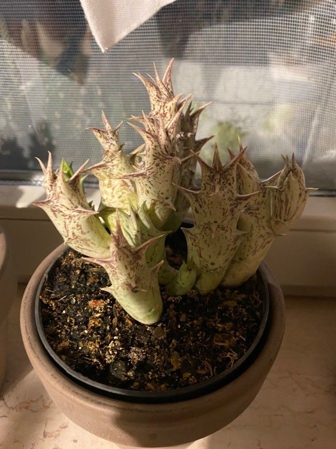 Pachycymbium decaisneanum — pet friendly houseplant