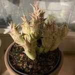 Pachycymbium decaisneanum