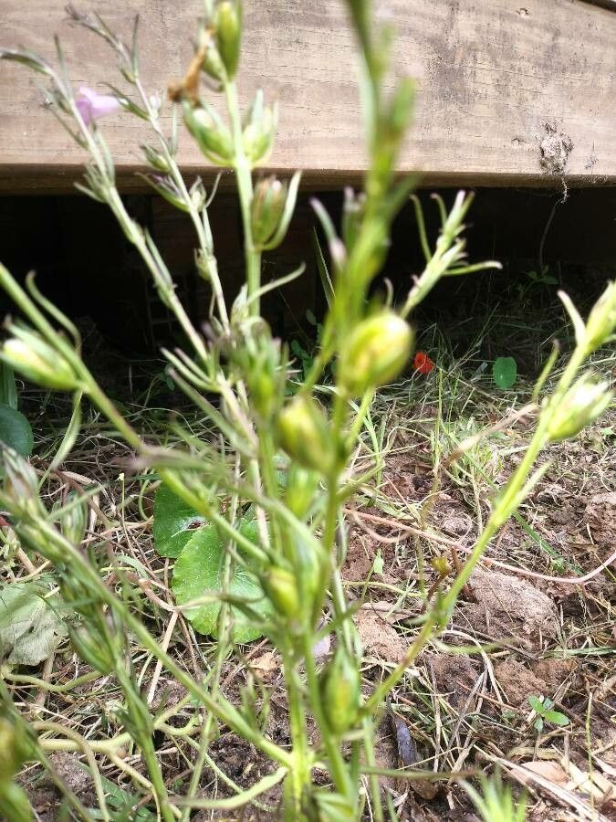 Agalinis communis leaf