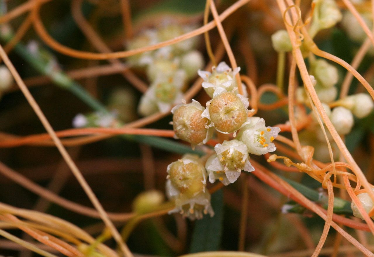 Cuscuta scandens fruit