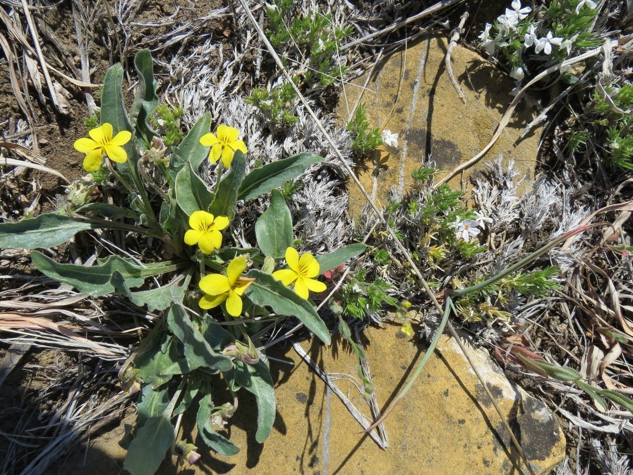 Viola nuttallii habit
