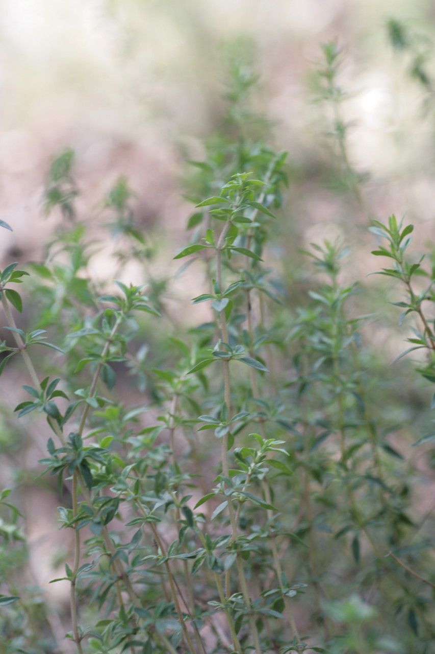 Thymus hyemalis leaf