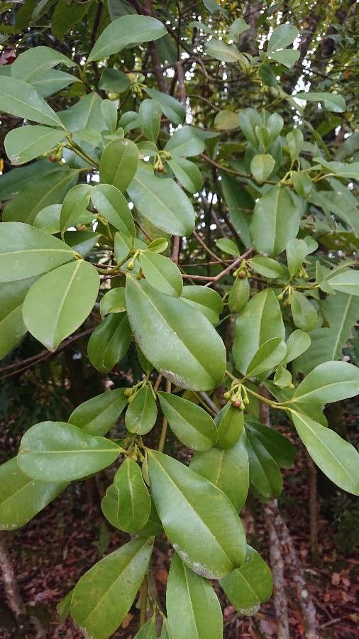 Baloghia inophylla flower
