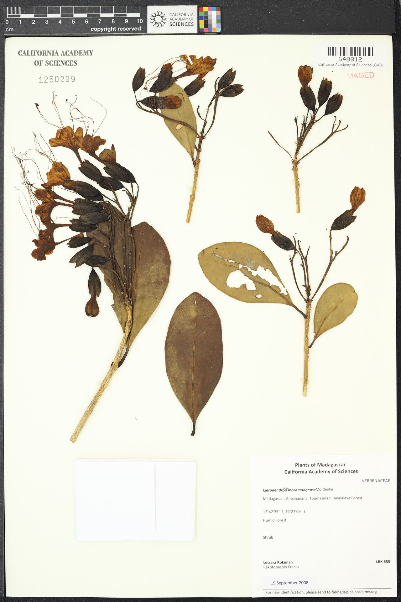 Clerodendrum moramangense — houseplant care guide