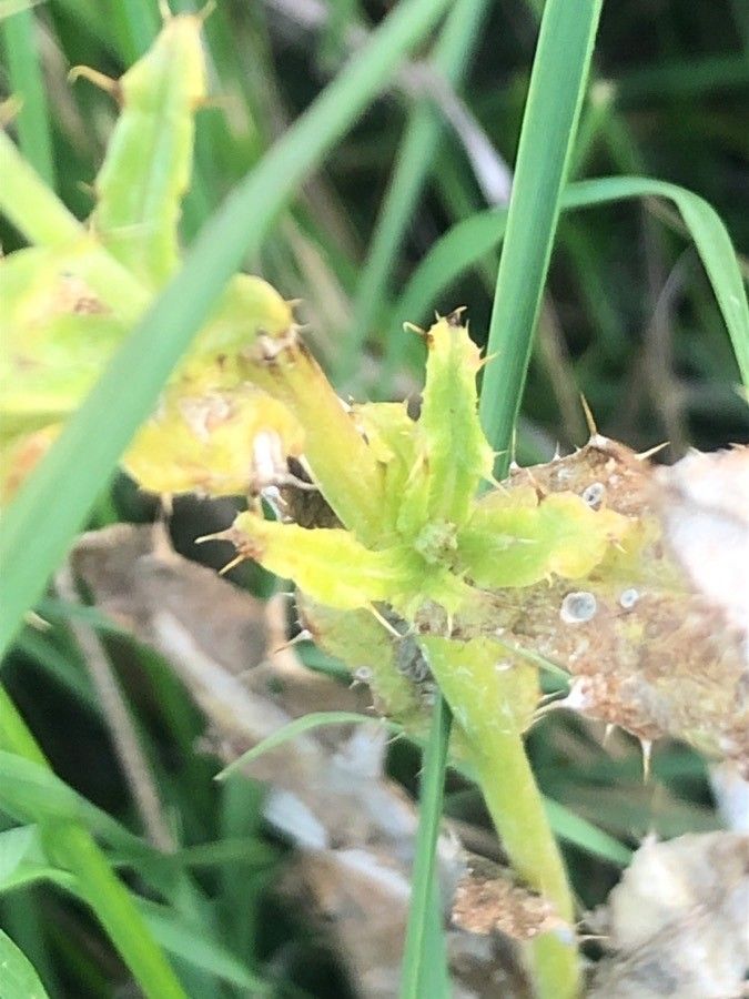 Cirsium pyrenaicum leaf