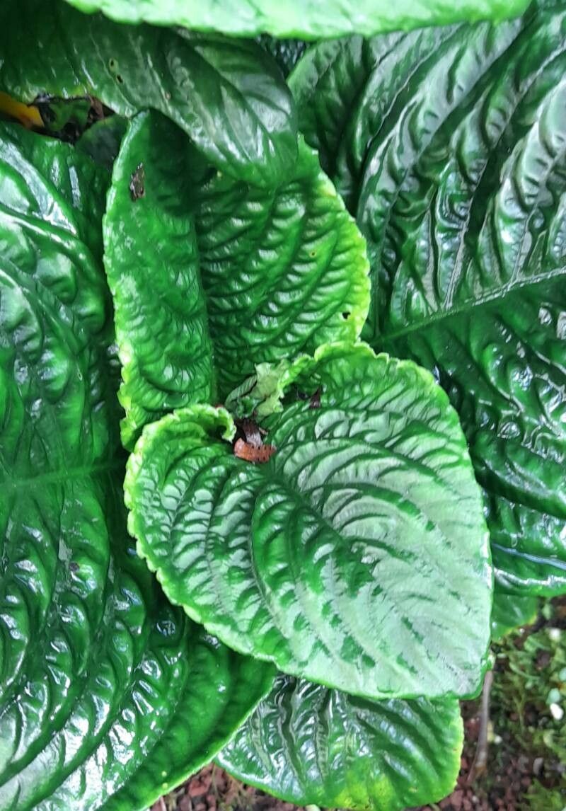 Gasteranthus corallinus — related species from the same genus