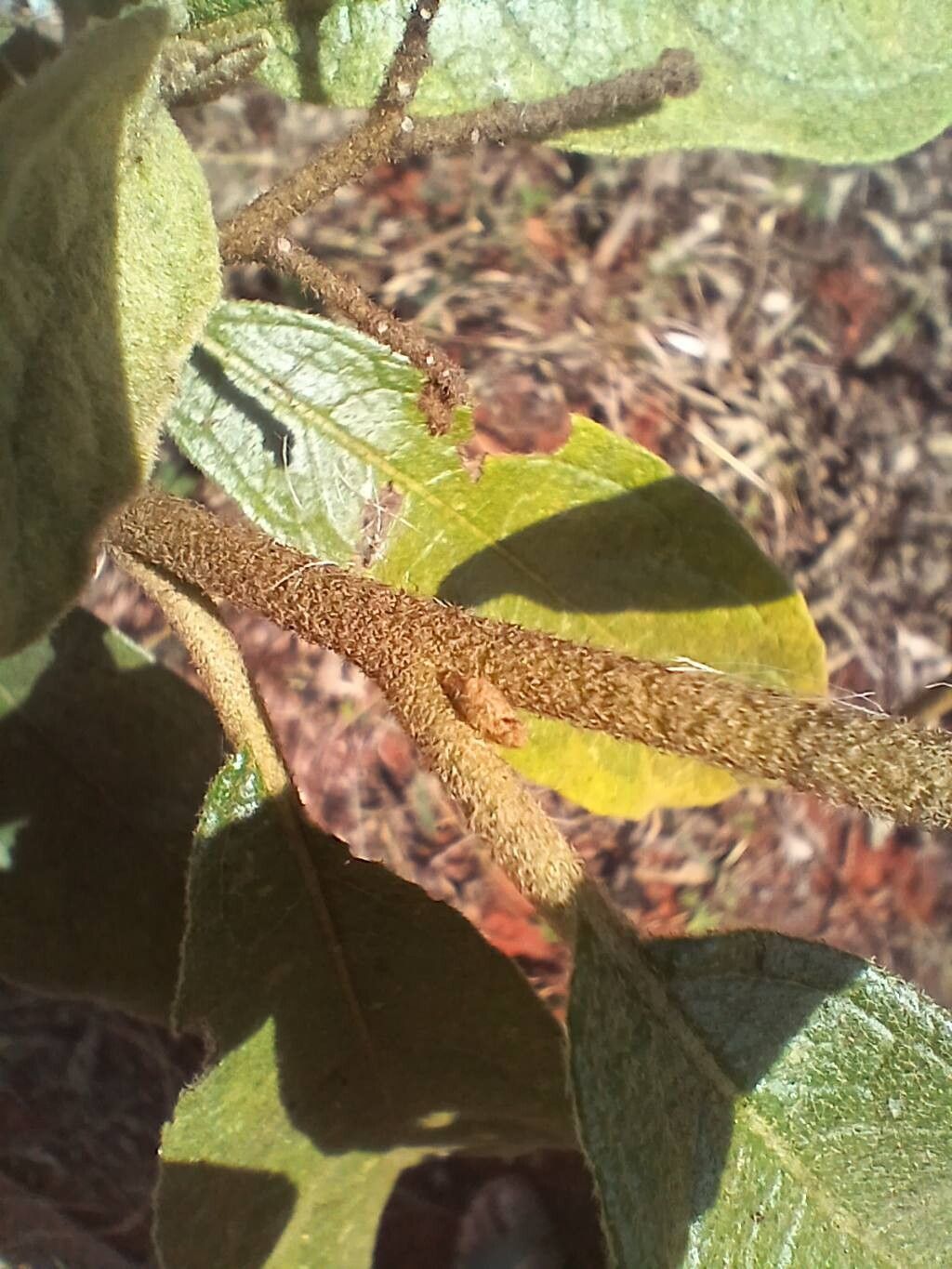 Solanum subumbellatum bark
