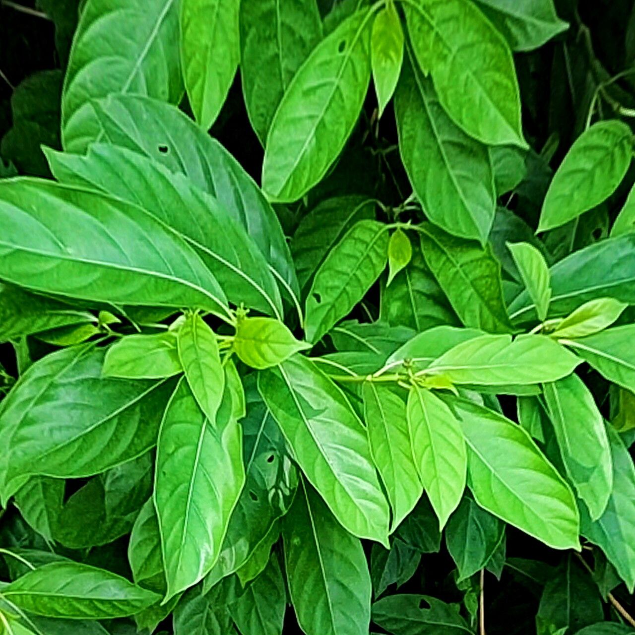 Morinda elliptica — related species from the same genus