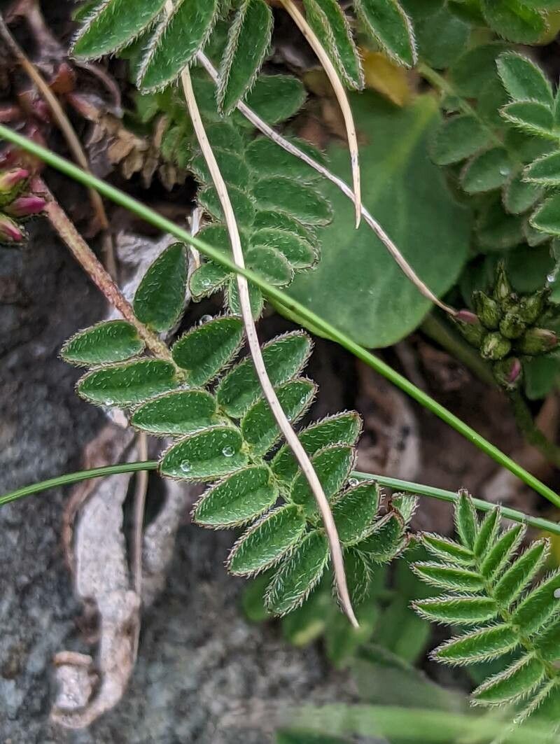 Astragalus alpinus leaf