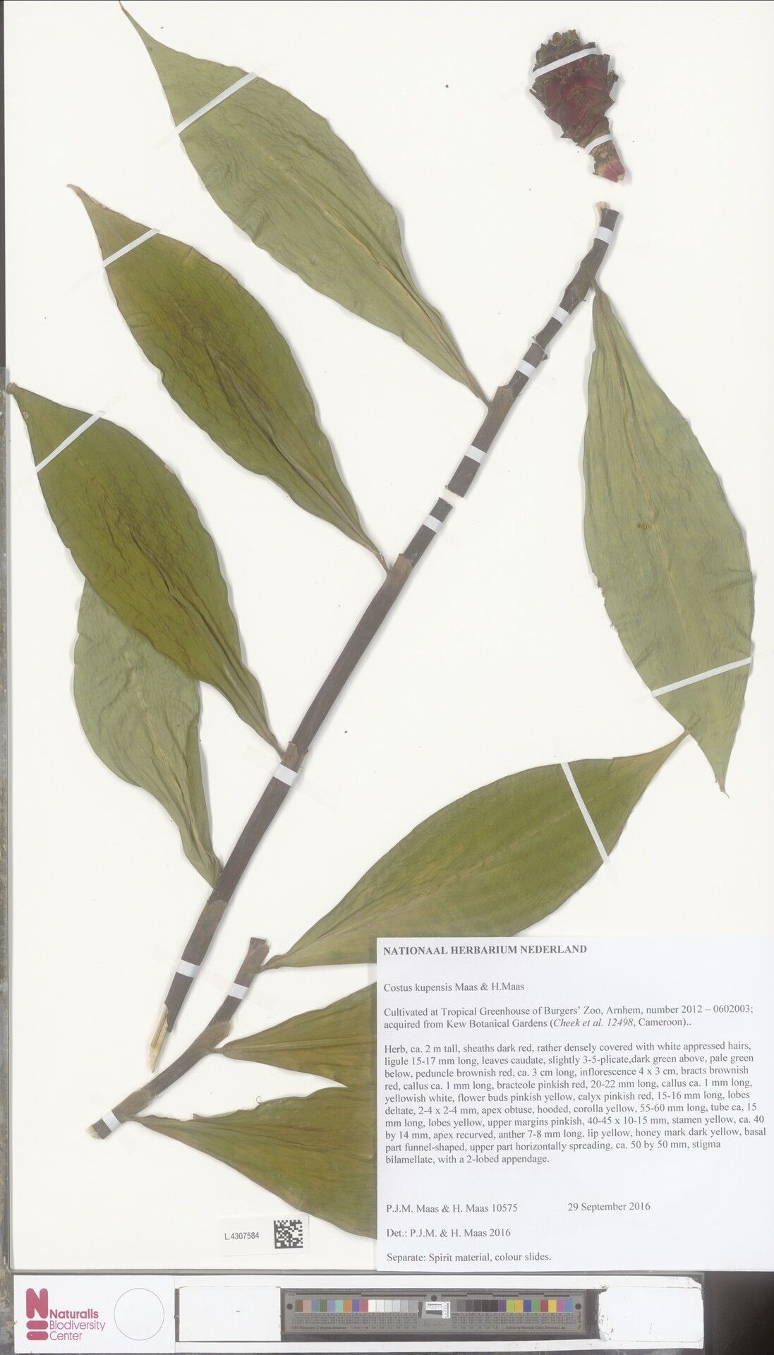 Costus kupensis — houseplant care guide