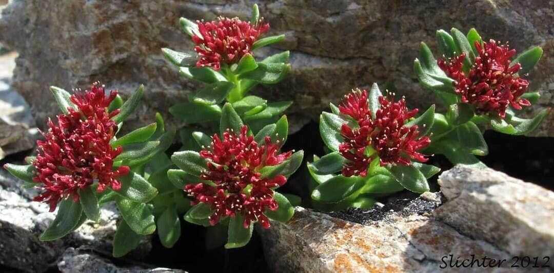 Rhodiola integrifolia flower