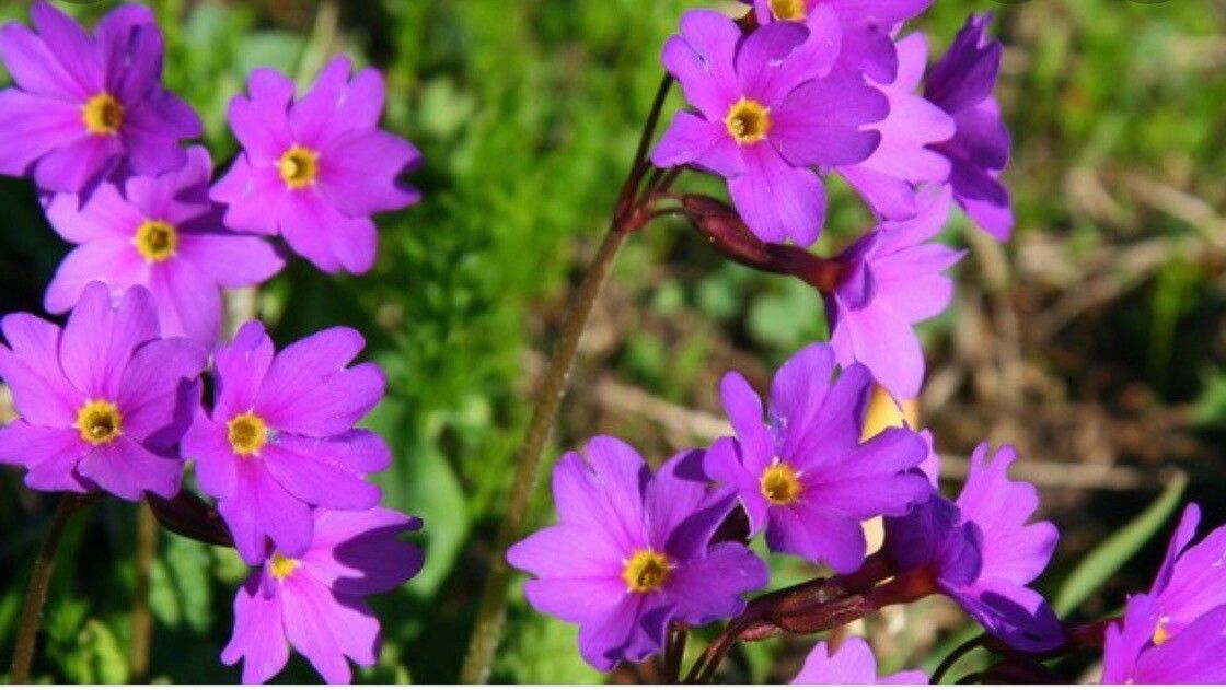 Primula cuneifolia — search result for 'Primula'