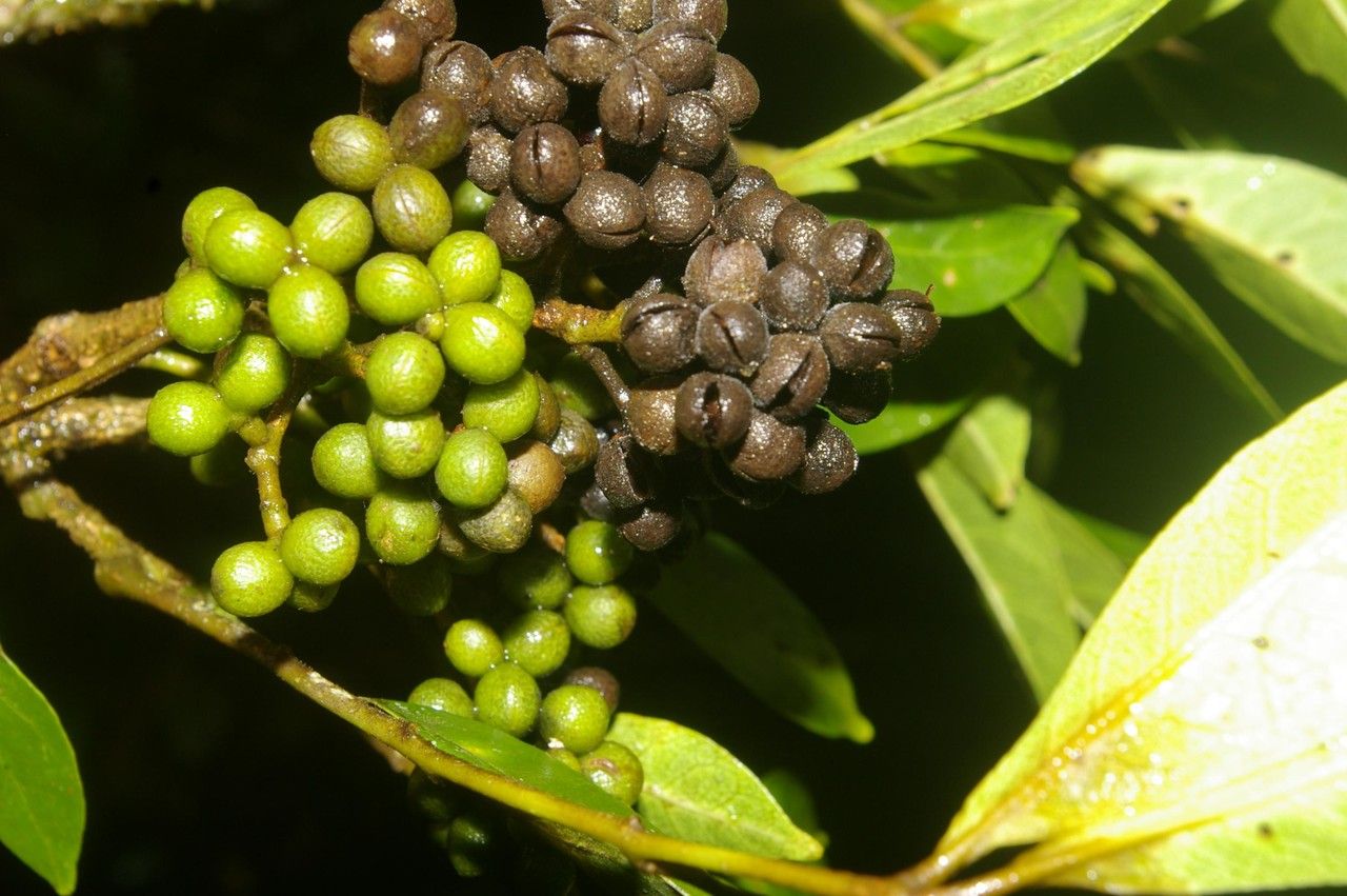 Zanthoxylum panamense fruit