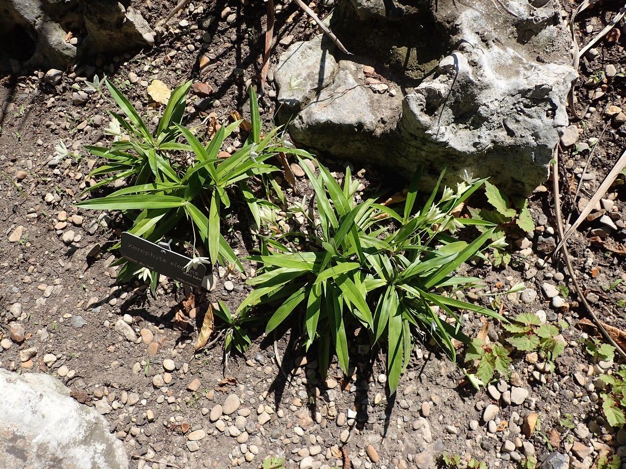 Xerophyta elegans habit