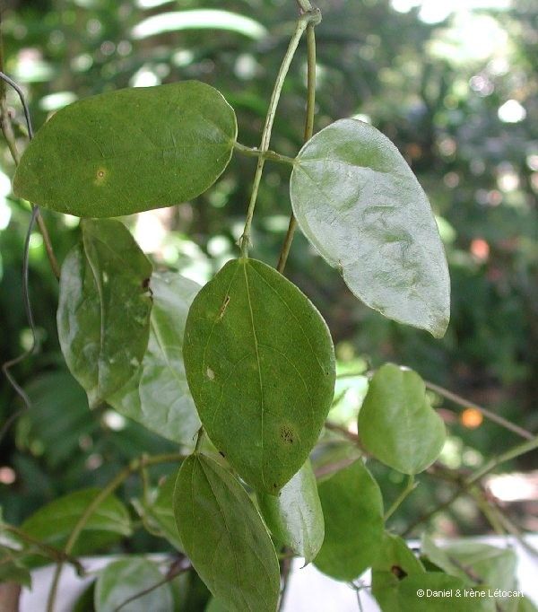 Strongylodon lucidus habit