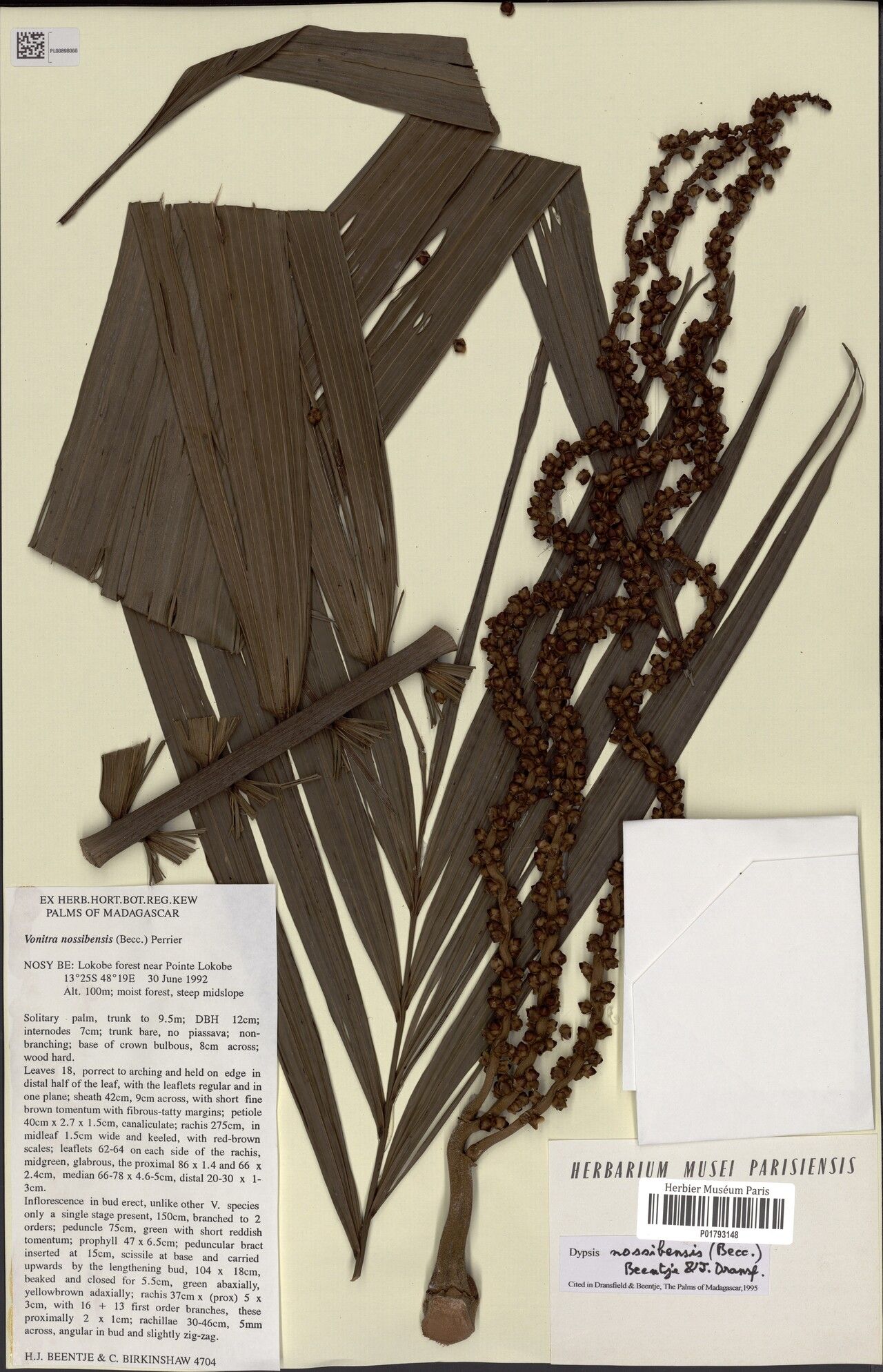 Dypsis nossibensis — houseplant care guide