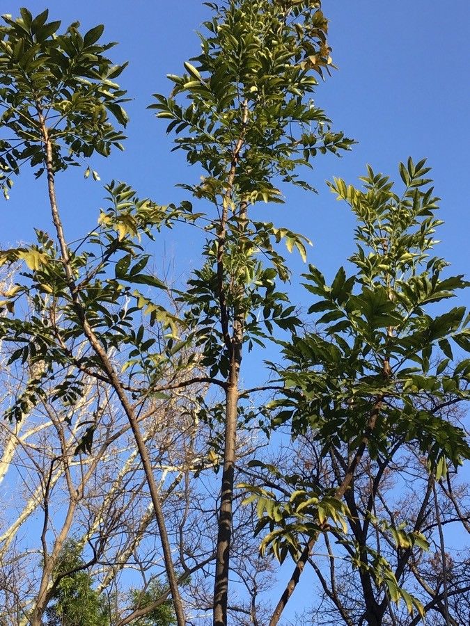 Harpephyllum caffrum leaf