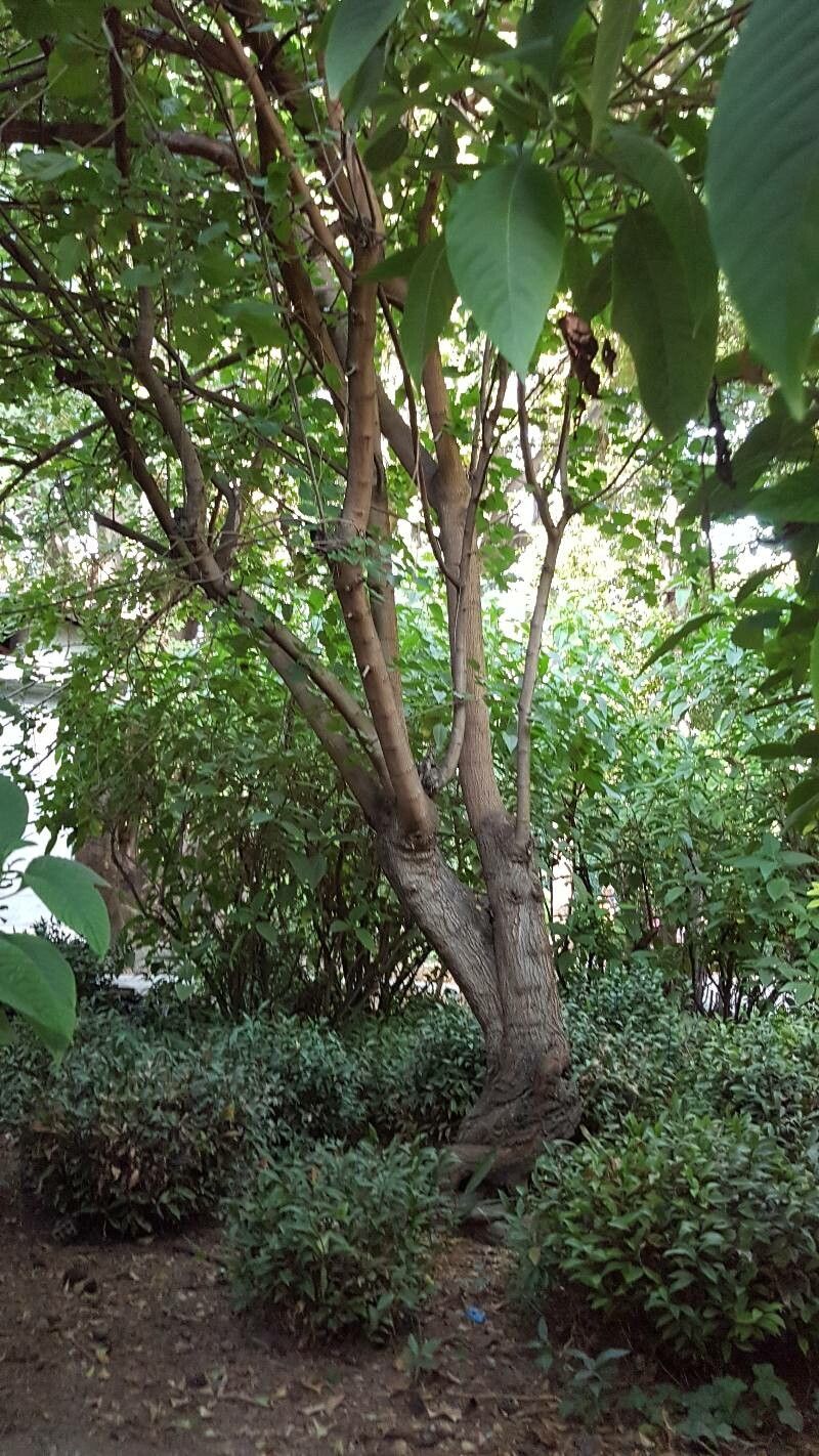 Justicia adhatoda bark