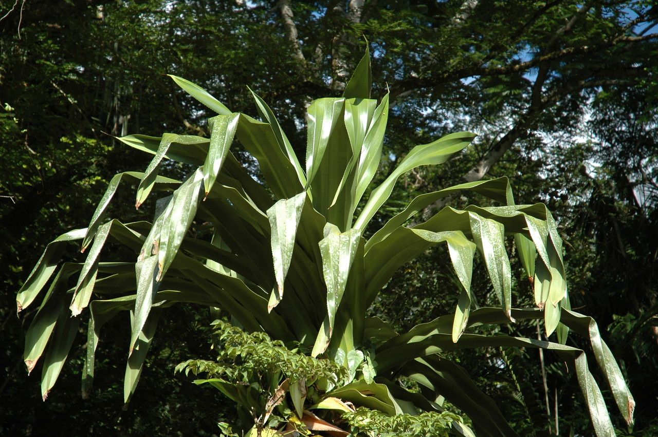 Pandanus dubius — search result for 'Thailand'