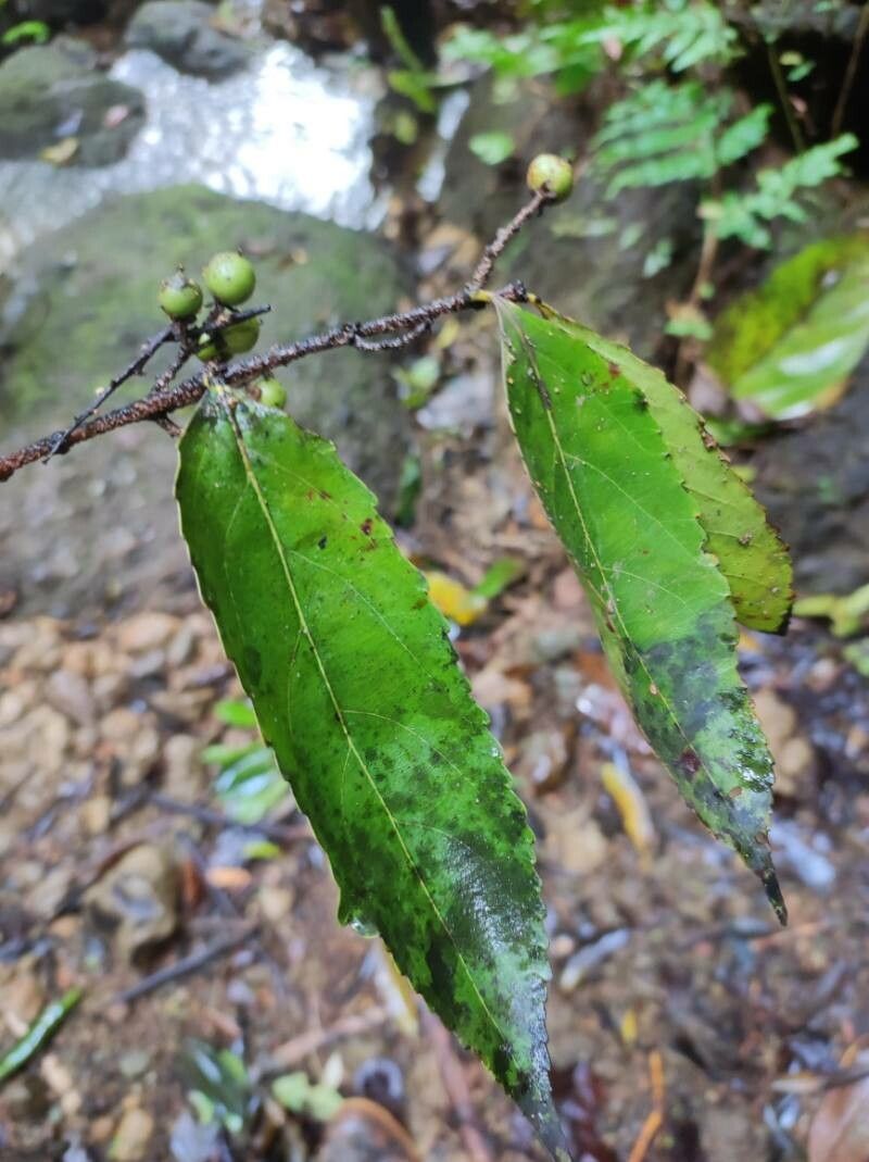 Xylosma intermedia — search result for 'Xylosma'