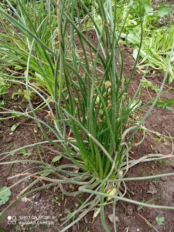 Asphodelus ayardii leaf