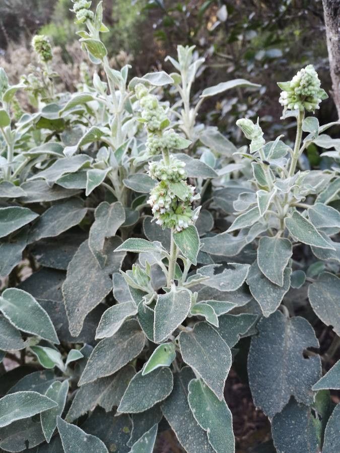 Sideritis macrostachya habit