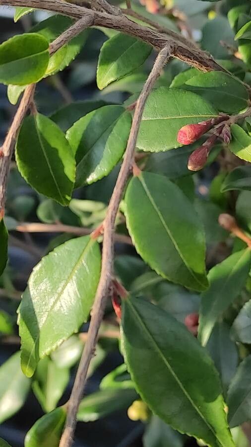 Camellia rosthorniana — search result for 'Camellia'