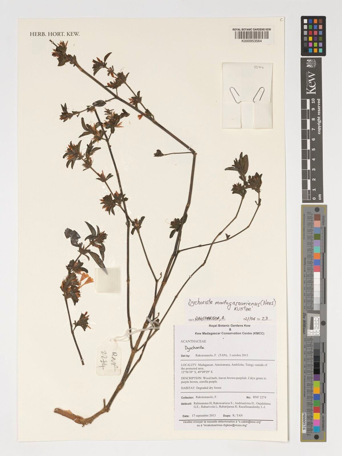 Dyschoriste madagascariensis — houseplant care guide