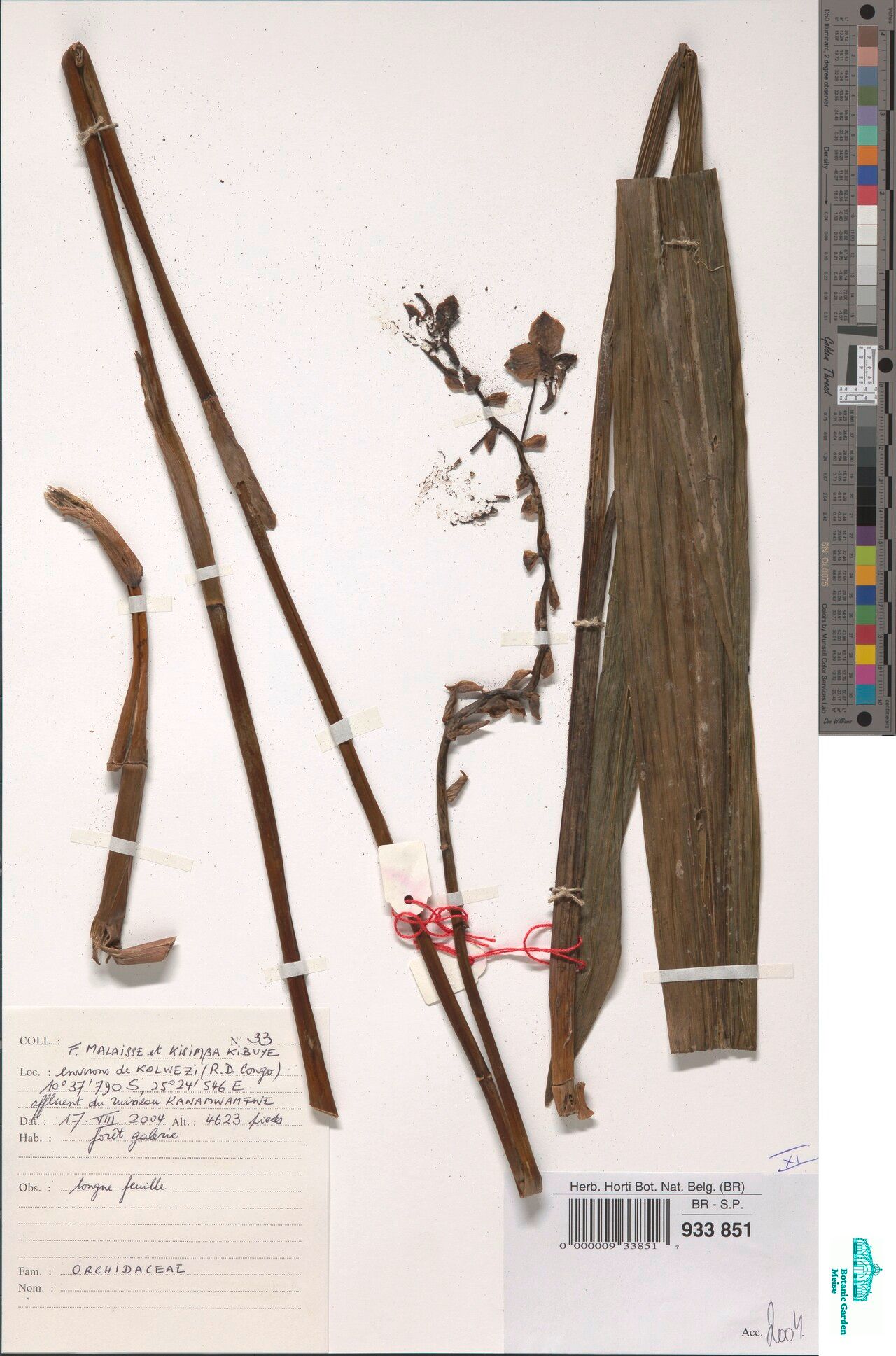 Hetaeria tetraptera — related species from the same genus