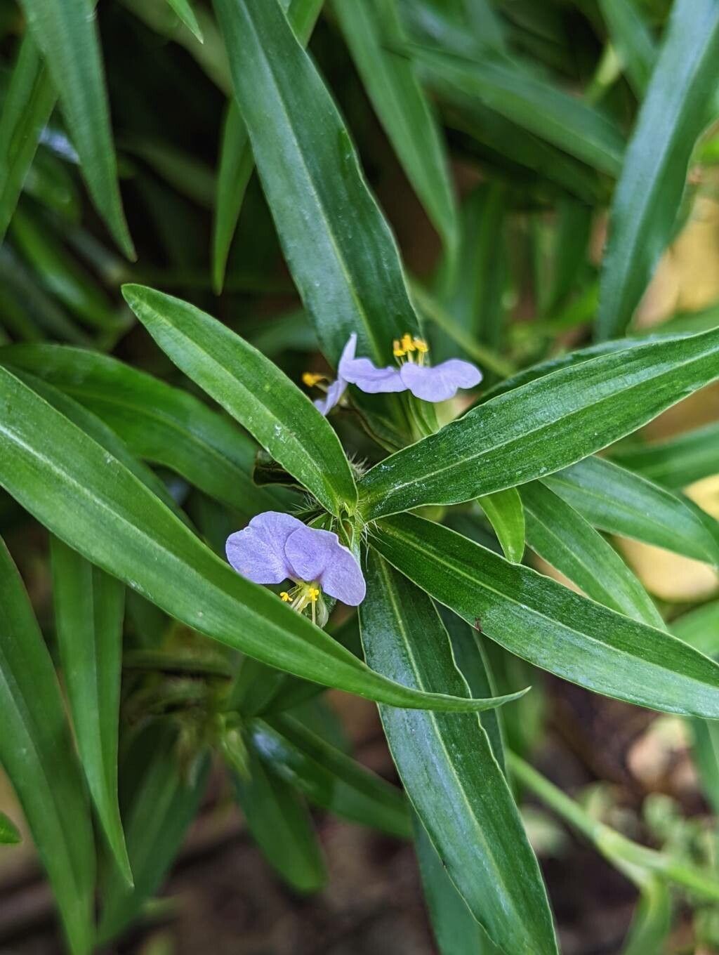 Commelina longifolia leaf