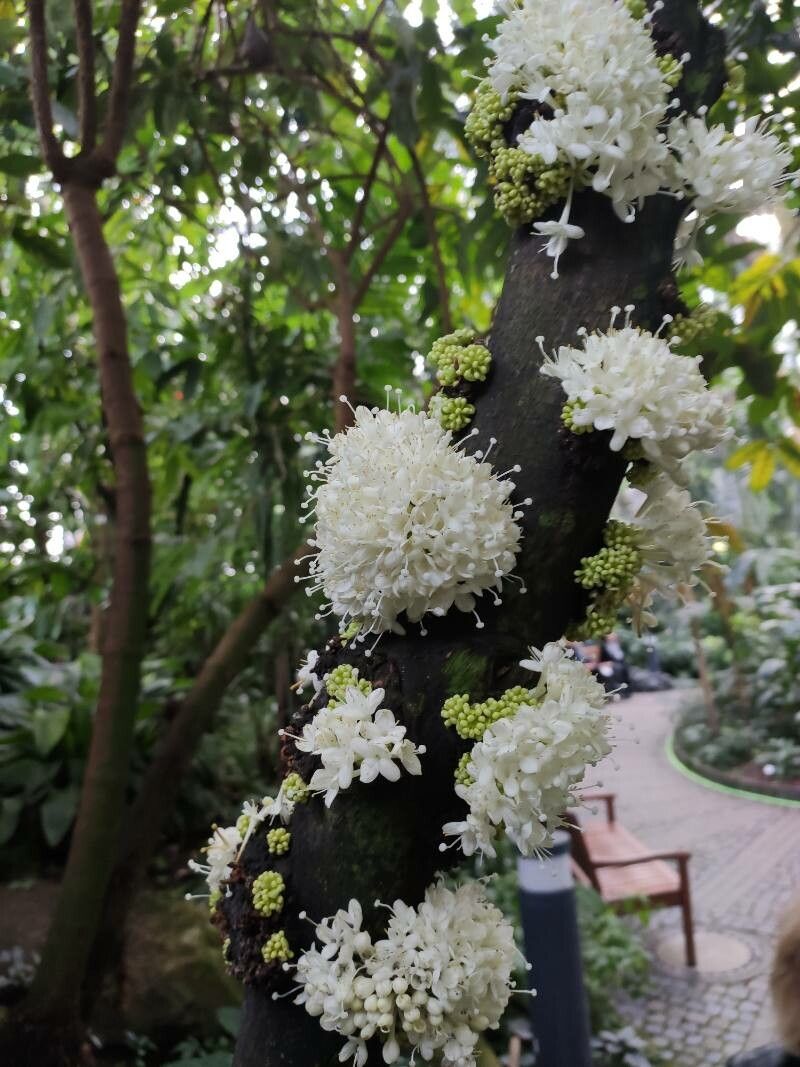 Phaleria capitata flower
