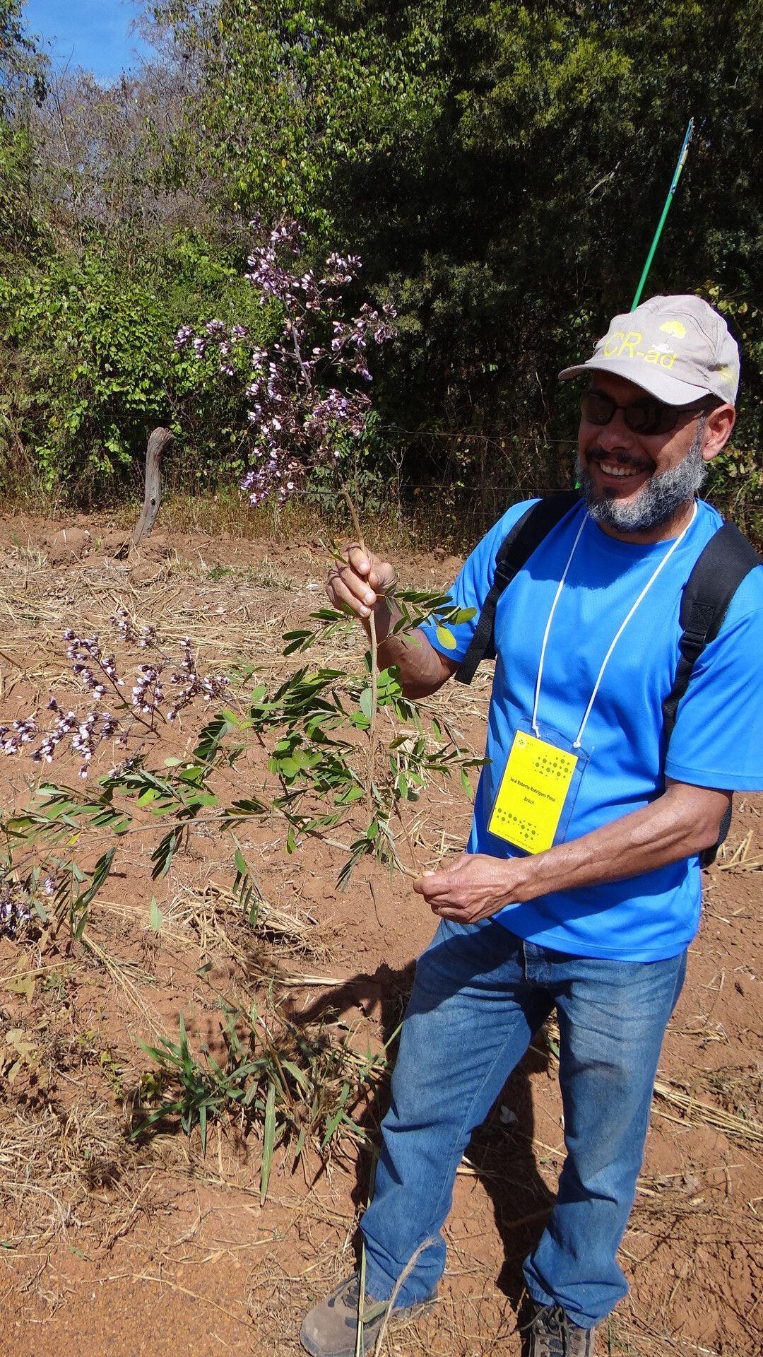 Machaerium hirtum — houseplant care guide