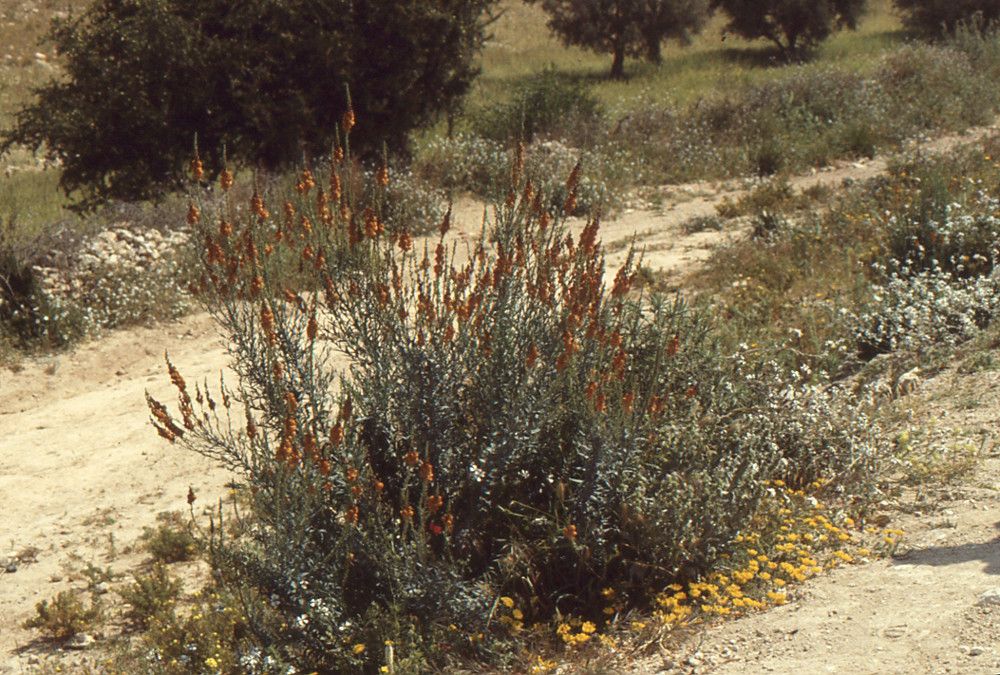 Linaria ventricosa habit