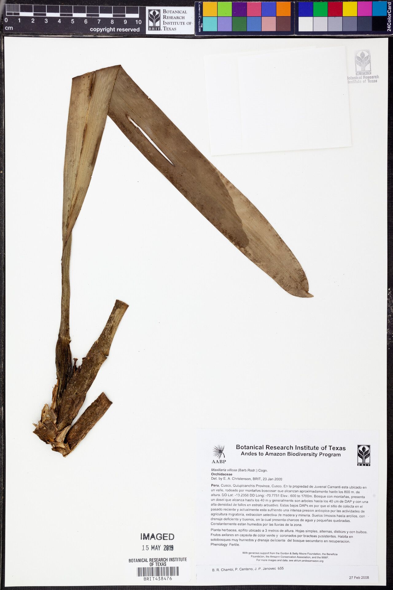 Maxillaria villosa other