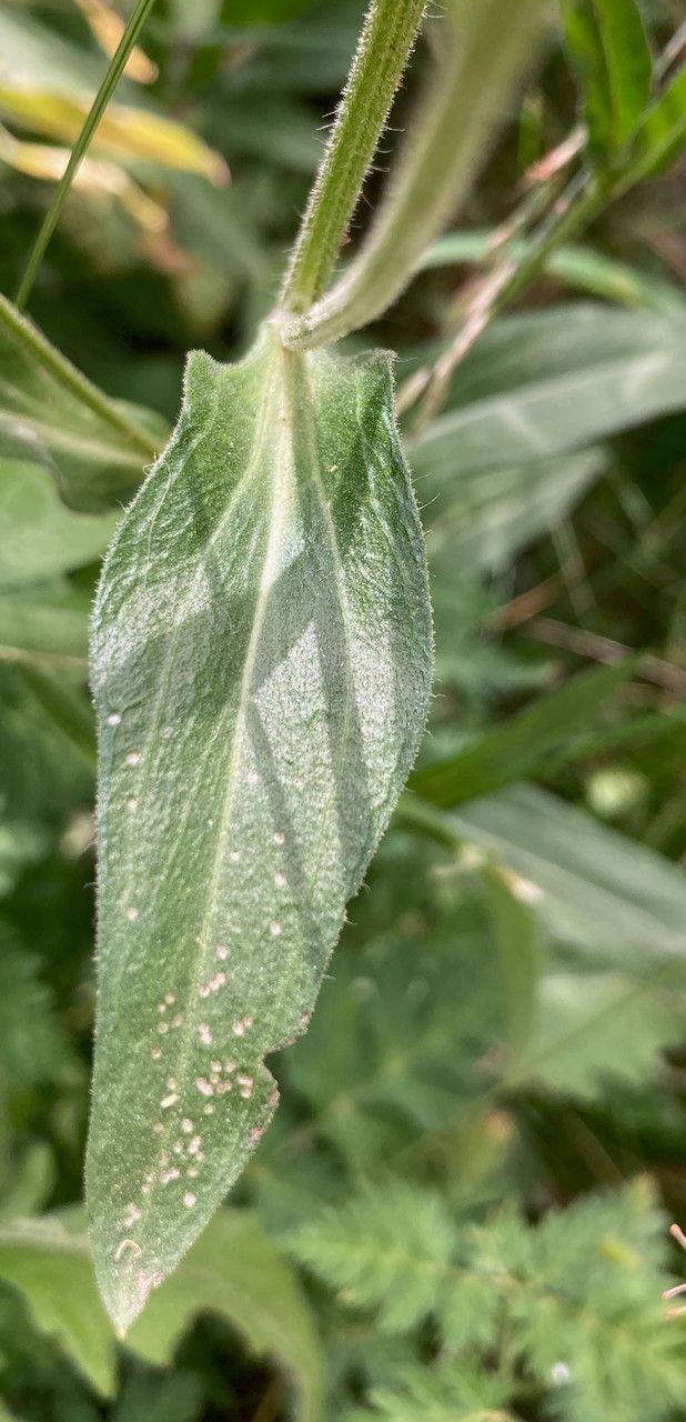 Erigeron atticus leaf