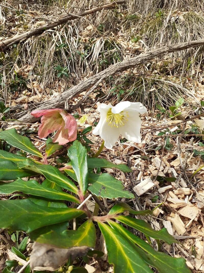 Helleborus × nigercors flower