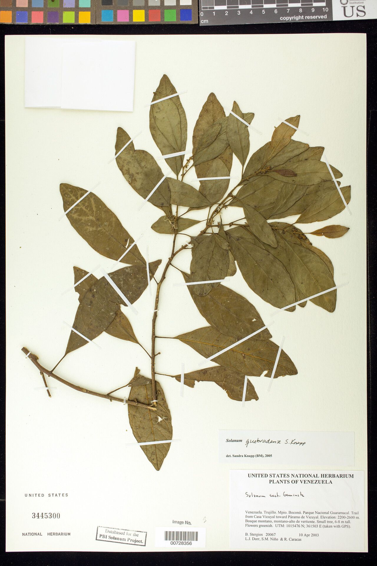 Solanum quebradense — houseplant care guide