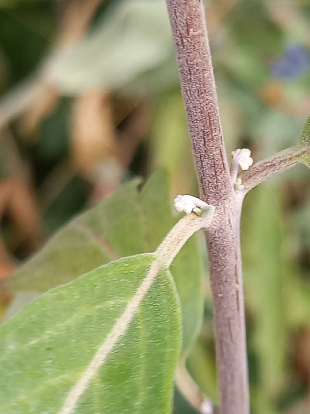 Caryopteris × clandonensis bark