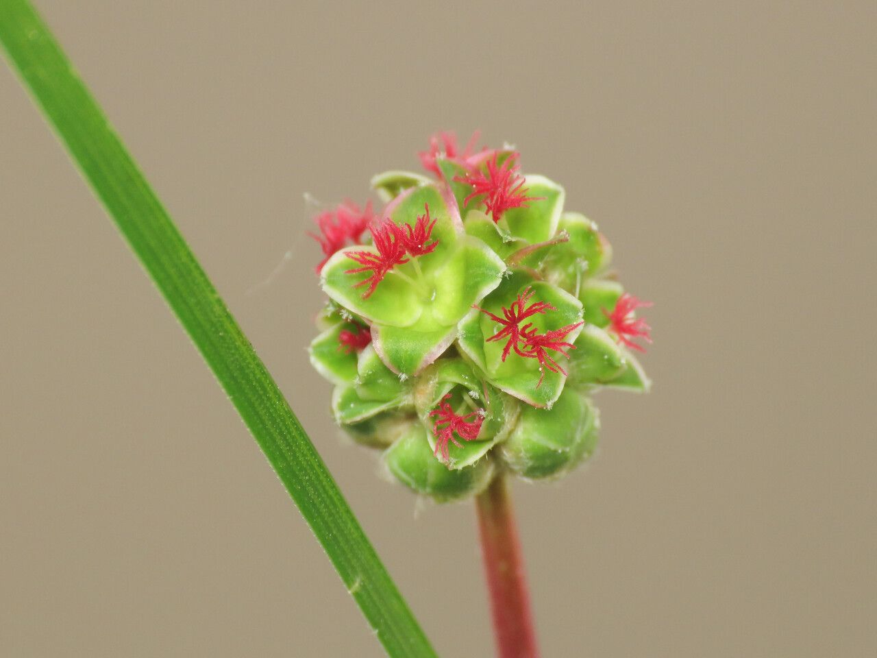 Poterium sanguisorba flower