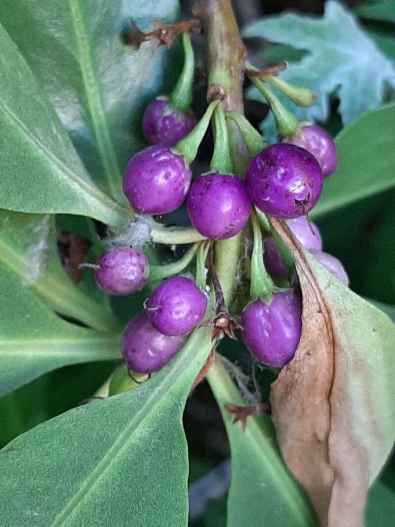 Myoporum tetrandrum fruit