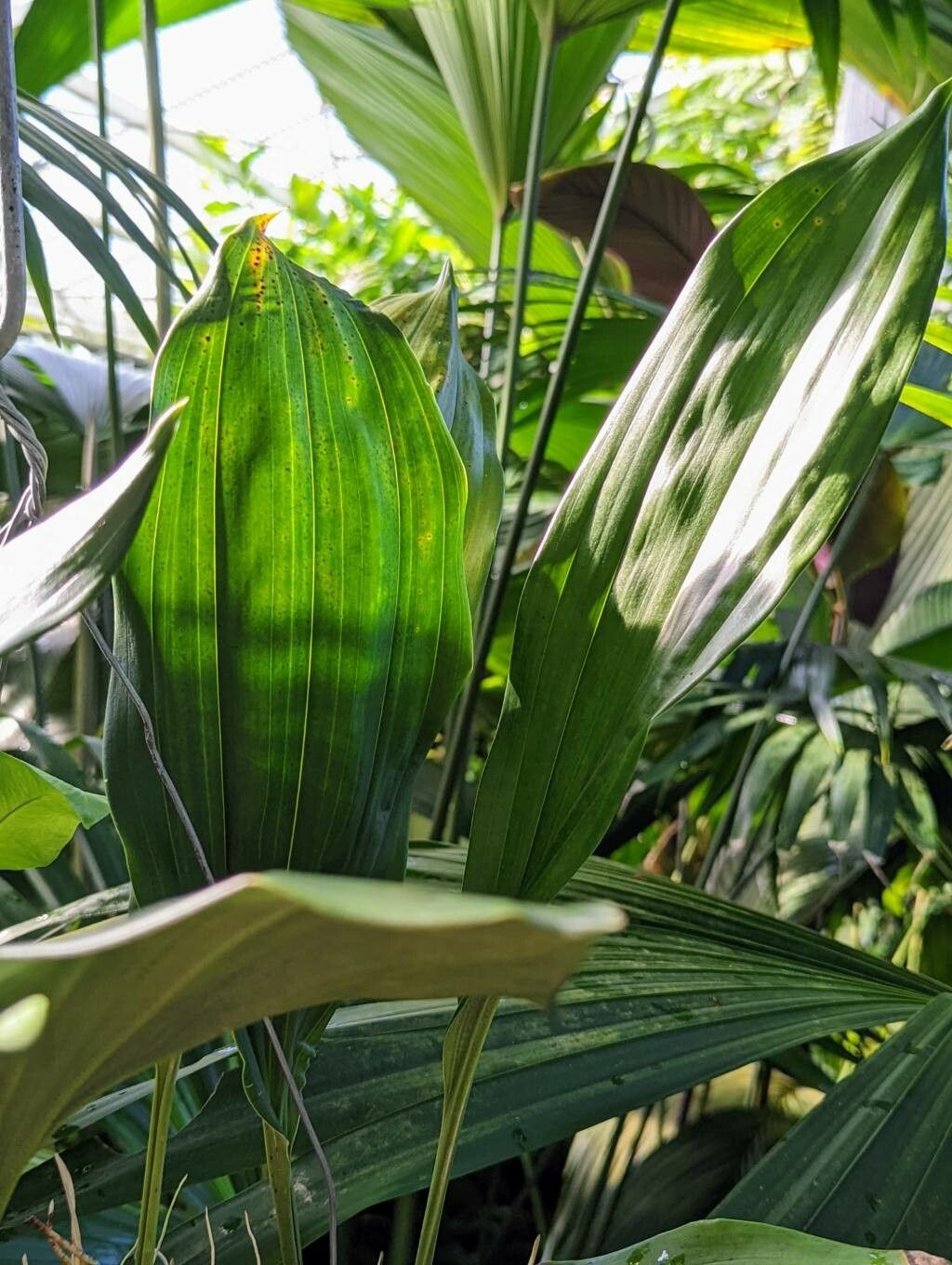 Stanhopea whittenii — search result for 'Stanhopea'