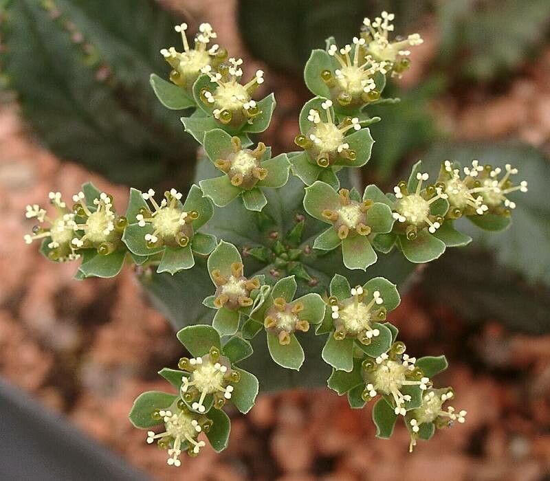 Euphorbia tubiglans flower