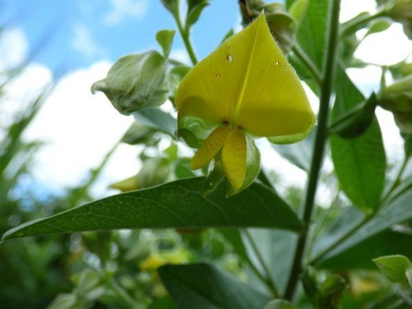 Crotalaria berteroana flower