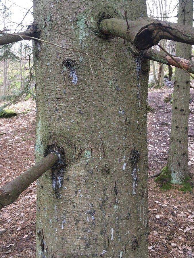 Picea jezoensis bark