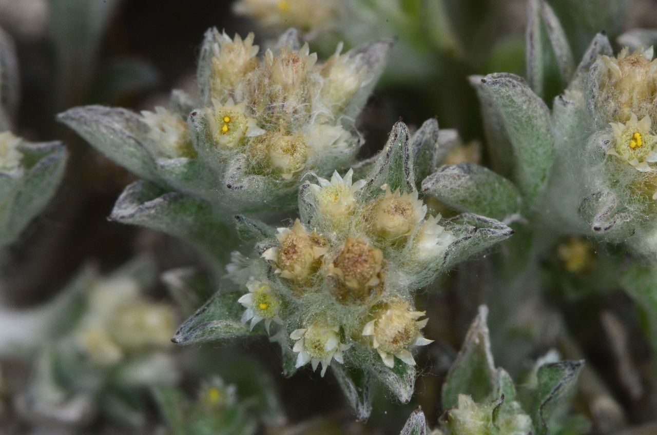 Gnaphalium palustre flower