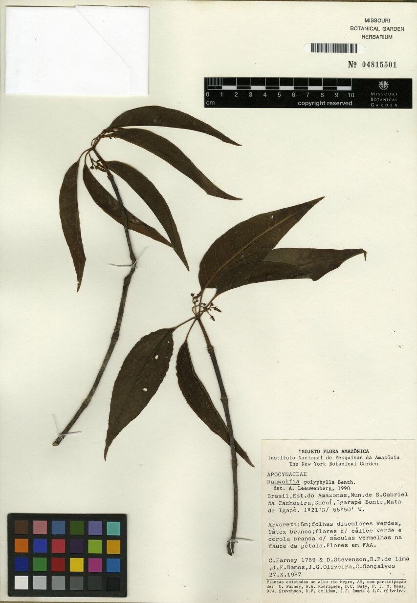 Rauvolfia polyphylla — search result for 'Rauvolfia'
