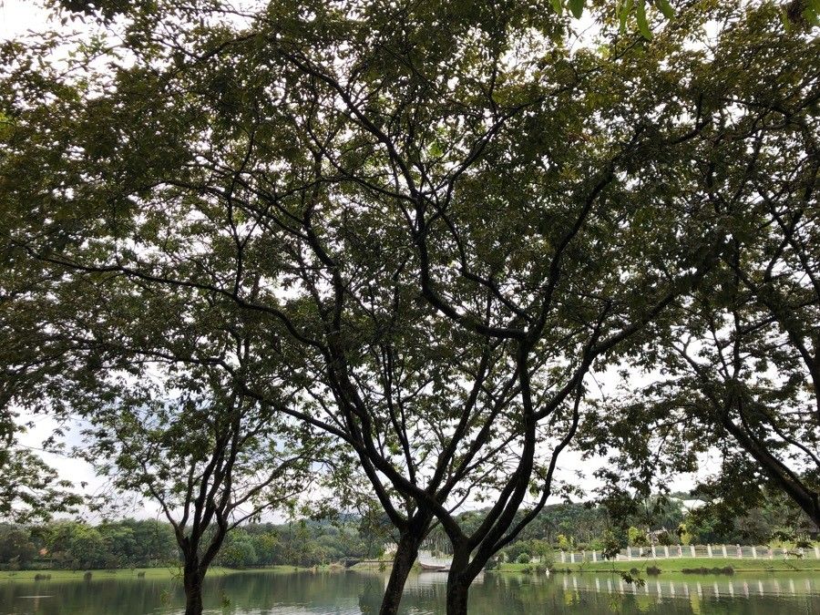 Millettia hemsleyana habit