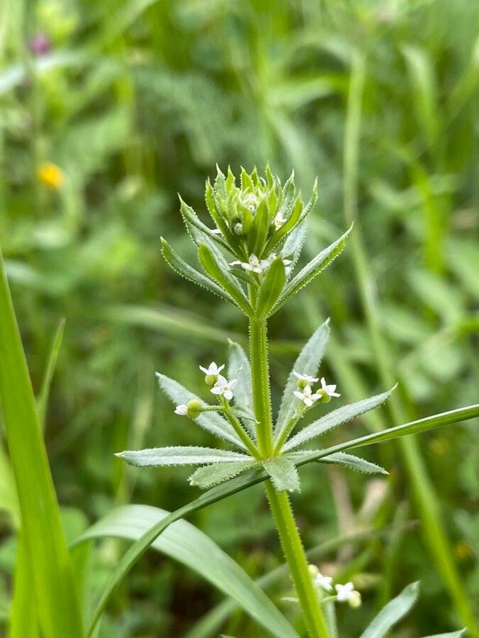 Galium tricornutum flower