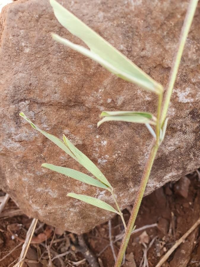 Tephrosia emeroides leaf