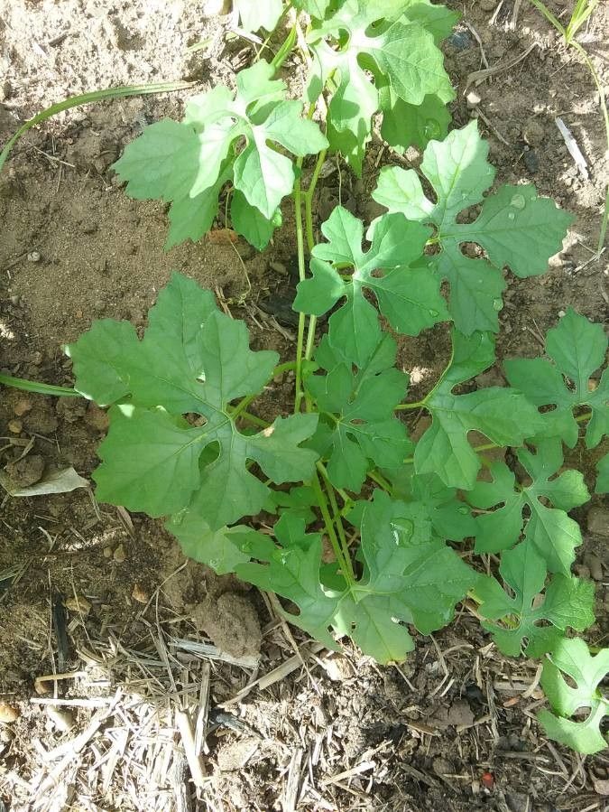 Momordica balsamina leaf